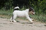 PARSON RUSSEL TERRIER 110